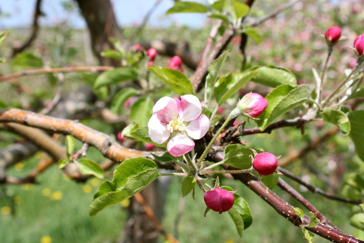 Fruit Trees Home Gardening Apple Cherry Pear Plum Best Time To 