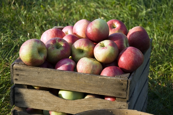 Celebrate National Nutrition Month® with Michigan Apples (Apples in crate)