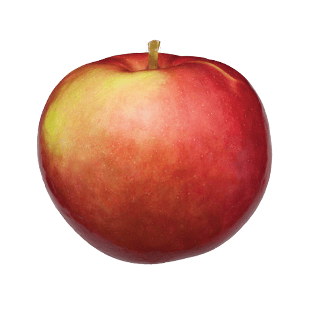 Michigan Macintosh Apple