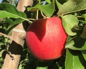 Celebrate Earth Day with Michigan Apples Celebrate Earth Day with Michigan Apples