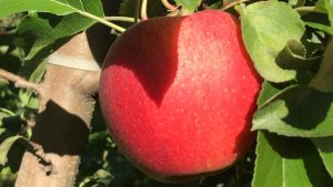 Why You Should Eat an Apple a Day (red apple in orchard)