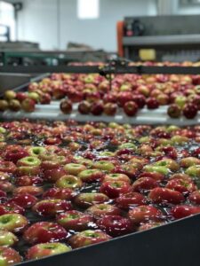 Michigan Apples Getting Prepped for Retail Sale