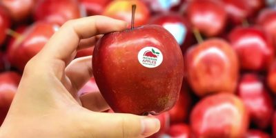 Fall For Flavor: A Michigan Apple Shopping & Cooking Guide Fall for Flavor: A Michigan Apple Shopping & Cooking Guide