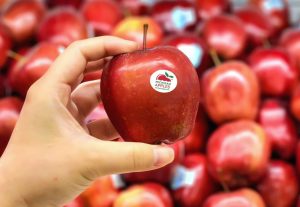 Michigan Apple Logo Sticker