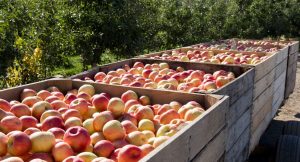 Michigan Apple Distributors Michigan Apple Distributors