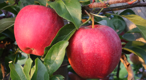 Michigan Apple Orchards Michigan Apple Orchards
