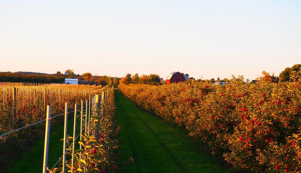 Michigan’s hilly topography, nutrient-rich soil, cool nights and warm sunny days provide the perfect conditions to produce high-color, flavorful fruit. Michigan’s hilly topography, nutrient-rich soil, cool nights and warm sunny days provide the perfect conditions to produce high-color, flavorful fruit.