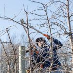 Apple growers facing a crisis in rising guest-worker wage rates Michigan growers struggle to afford H-2A wage increases. Apple growers facing a crisis in rising guest-worker wage rates Michigan growers struggle to afford H-2A wage increases.