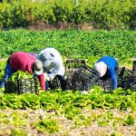 Year in Produce 2023: Growers pinched by high cost of wages, increased need for guest workers Year in Produce 2023: Growers pinched by high cost of wages, increased need for guest workers