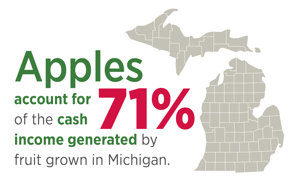 Apples account for 71% of the cash income generated by fruit grown in Michigan. Apples account for 71% of the cash income generated by fruit grown in Michigan.