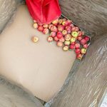 High Cost Honeycrisp Article High-cost Honeycrisp: Market forces push growers to be more efficient.