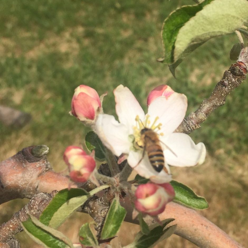 King Bloom - Apple Bud Stages