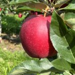 Photo Sep 13, 4 02 10 PM Why Trump’s New Tariffs Could Take a Bite Out of the U.S. Apple Industry