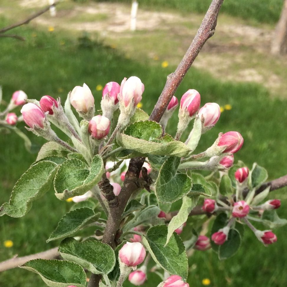 Late Pink - Apple Bud Stages