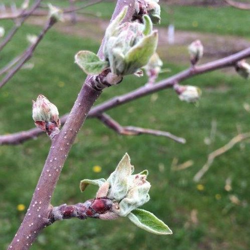 Tight Cluster - Apple Bud Stages