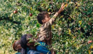 Picking Locally Grown Michigan Apples