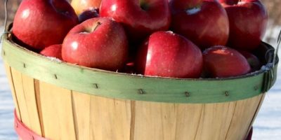 Winter Apples Winter Apples